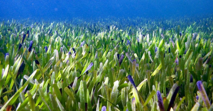 Der Seegrasteppich im Westen Australiens ist riesig und uralt.
