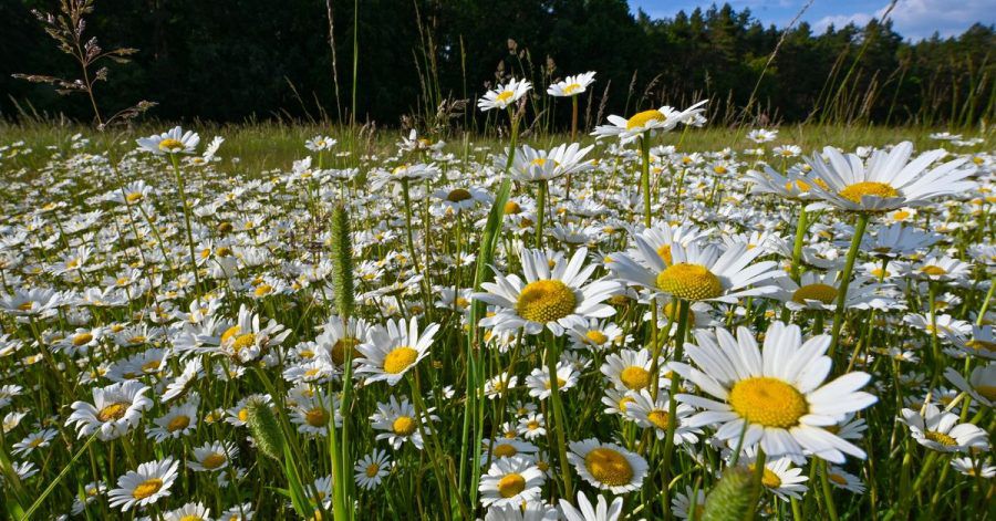 Magerwiesen-Margerite blühen auf einer Wiese an einem Feldrand. Zu Pfingsten sollen die Temperaturen wieder steigen.