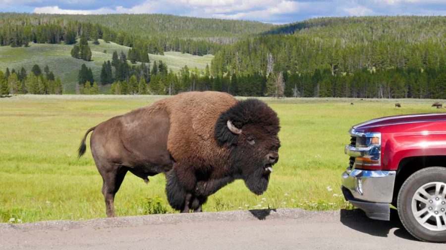 Ängstlicher Bison attackiert ein Auto im Yellowstone Nationalpark