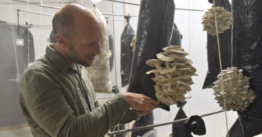 Stijn Roovers, Manager bei Permafungi, hält einen mit Kaffeesatz gefüllten Plastiksack, auf dem Austernpilze wachsen, in die Kamera. Das belgische Unternehmen züchtet Austernpilze mit altem Kaffeesatz aus umliegenden Cafés.