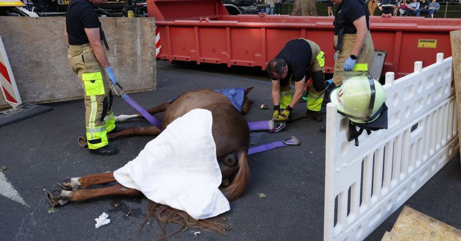 Feuerwehrmänner bereiten den Abtransport von dem toten Pferd auf der Königsallee vor.