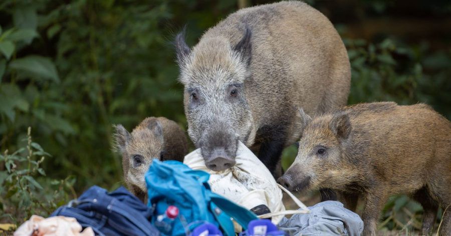 Allabendlich zieht eine Bache mit ihren beiden Frischlingen rund um den Teufelssee im Grunewald.