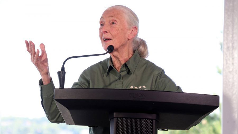 Dr. Jane Goodall gibt es jetzt auch als Barbie-Puppe. (dr/spot)