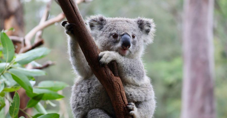 Auf einer Eukalyptusplantage in Australien gibt Tierschützern der Tod von mehreren Koalas Rätsel auf.