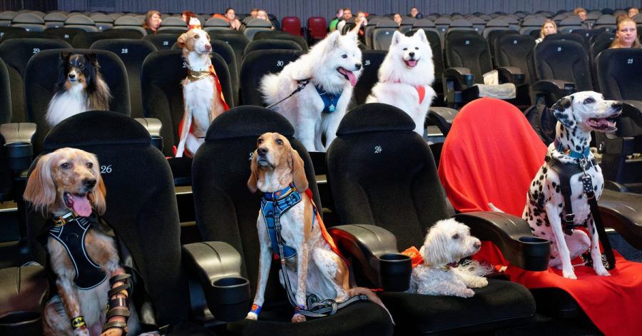 Sogenannte Petfluencer, also Tiere mit reichweitenstarken Accounts, sitzen vor Beginn der Vorführung des Films «DC League of Super-Pets» in einem Kölner Kino.