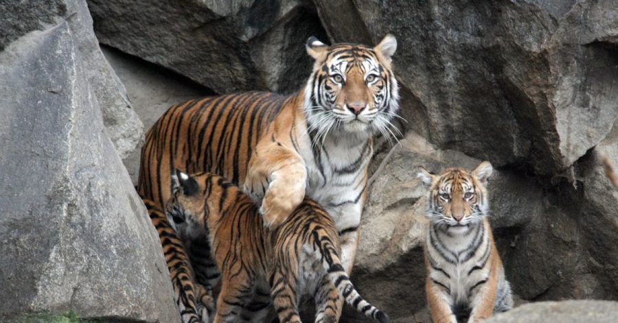 Sumatra-Tigerin Mayang im Januar 2019 mit ihren vier Tierbabys Kiara, Oscar, Willi und Seri.
