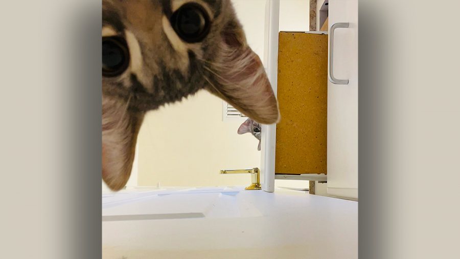 Badezimmer_Katze guckt in Kamera