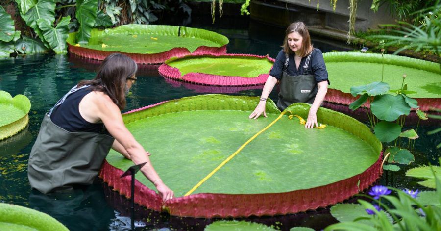 Wissenschaftler messen ein Blatt der Victoria Boliviana in Kew Gardens.