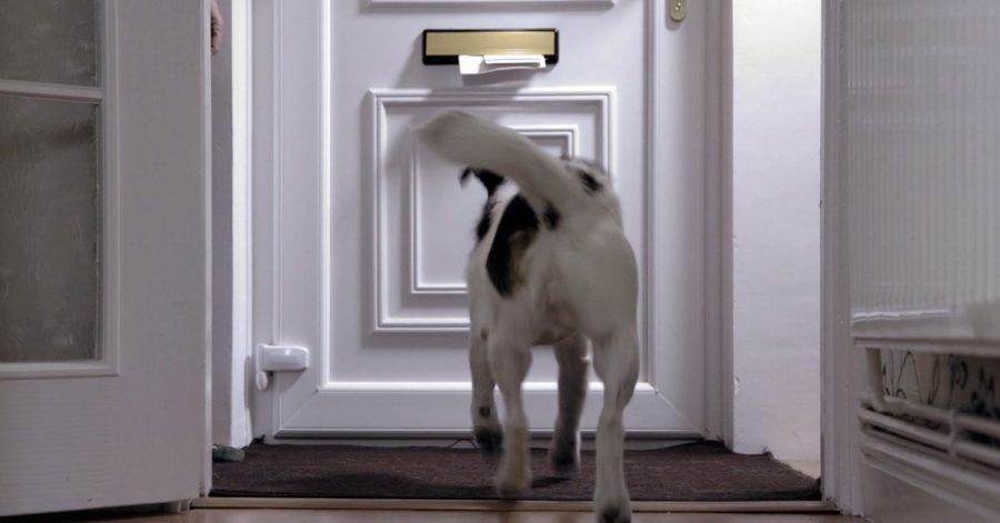 Die Hundeattacken auf britische Postboten gingen etwas zurück.