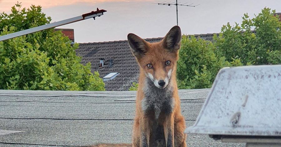 Ein junger Fuchs auf einem Dach in Charlottenburg.