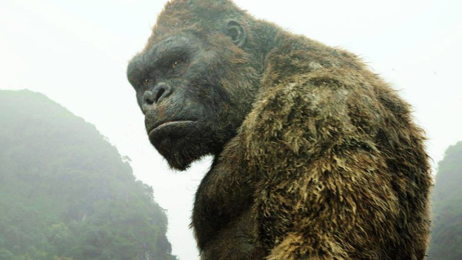 Im Kino ist King Kong ein gern gesehenes Spektakel - hier etwa in "Kong: Skull Island" aus dem Jahr 2017. (stk/spot)
