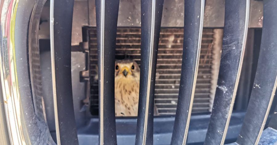 Eine junger Falke sitzt nach einem Zusammenprall mit einem Auto eingesperrt hinter dem Kühlergrill des Wagens.