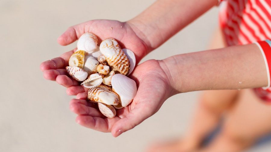 Muscheln sind zwar ein schönes Urlaubssouvenir - doch nicht überall darf man sie sammeln. (ncz/spot)