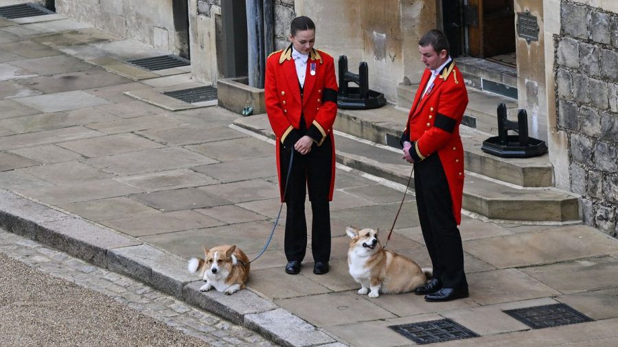 Die Corgis Muick und Sandy warteten an der Leine auf den Sarg ihrer Herrin. (tae/spot)