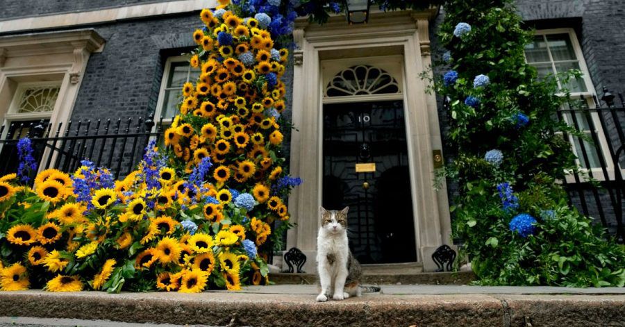 Kater Larry, «Oberster Mäusejäger des britischen Kabinetts», steht vor seinem Domizil in der Downing Street.