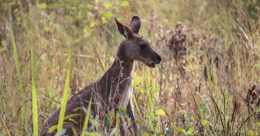 Ein Känguru hat in Australien einen 77-Jährigen getötet.
