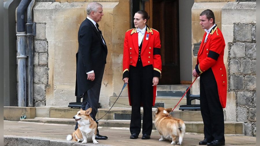 Prinz Andrew während den Trauerfeierlichkeiten für Queen Elizbeth II. mit den Corgis Muick und Sandy. (dr/spot)
