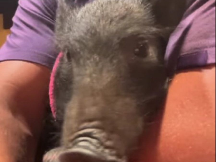 Jason Momoa brings home wild pig - ONE USE Instagram - November 2022 BangShowbiz