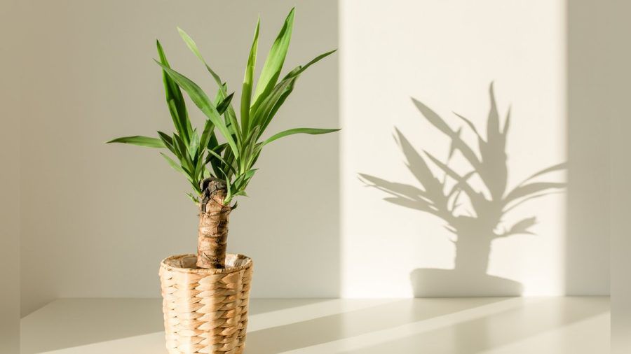Die Yucca stammt ursprünglich aus Mexiko. (ml/spot)