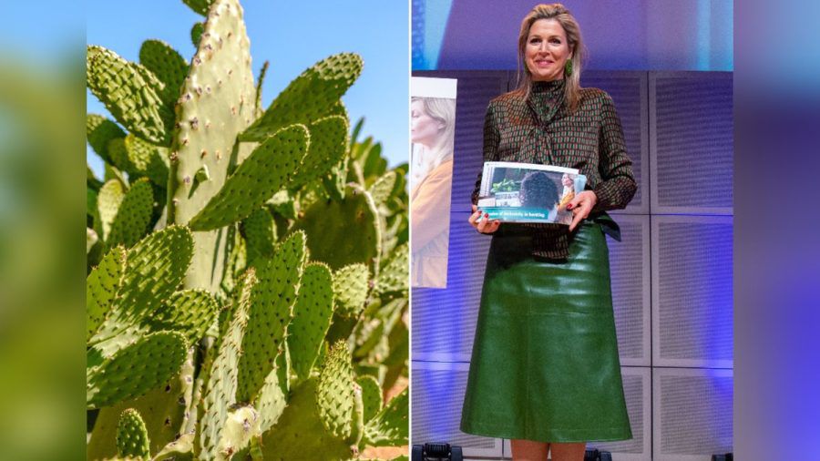 Wirklich? Der grüne Rock, den Königin Máxima hier bei einem Auftritt in Amsterdam trägt, ist auch Kaktusleder. (eee/spot)
