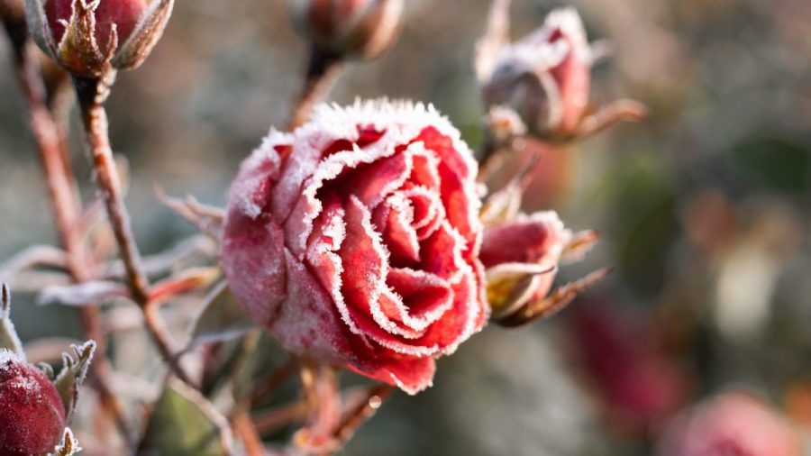 Während der Eisheiligen müssen Pflanzen frostigen Temperaturen trotzen. (ntr/spot)