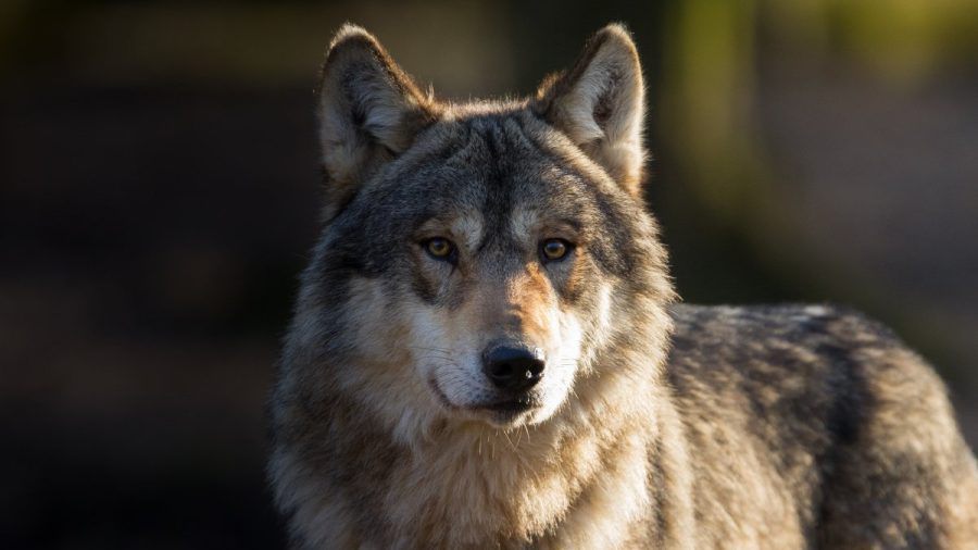 Deutschland zählt aktuell 161 Wolfsrudel - Tendenz steigend. (ntr/spot)