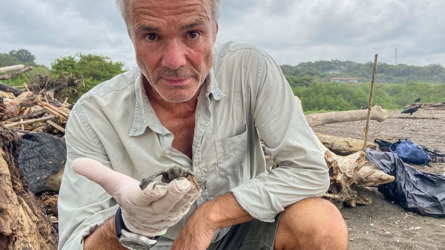 "Hannes Jaenicke: Im Einsatz für Meeresschildkröten": Hannes Jaenicke mit einer frisch geschlüpften Oliv-Bastard-Schildkröte am Strand von Ostional in Costa Rica. (ili/spot)