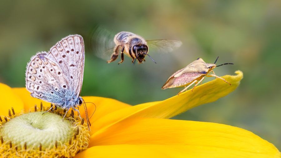 Schmetterlinge, Bienen, Käfer: Wichtig fürs Ökosystem, aber nervig für den Menschen. (ncz/spot)