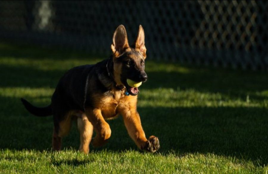 Commander new dog Biden Twitter POTUS BangShowbiz