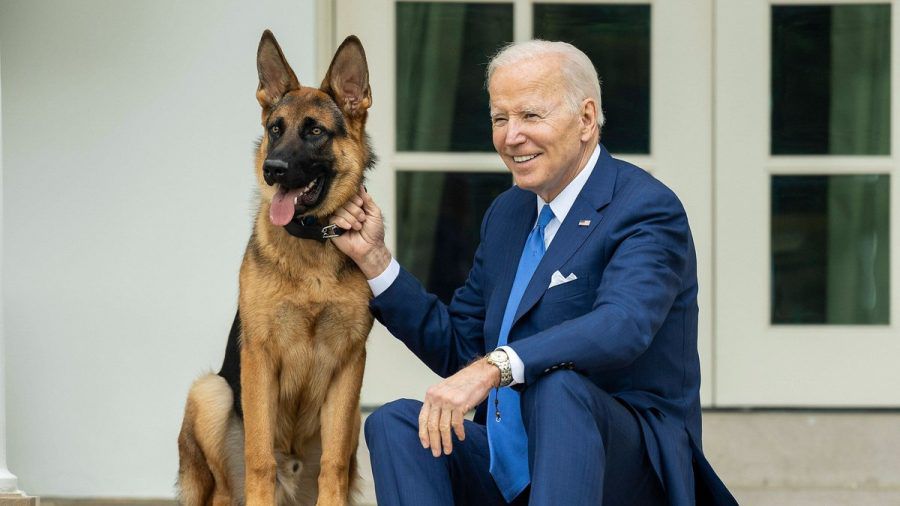 Joe Bidens Schäferhund Commander wurde nun woanders untergebracht. (sb/spot)