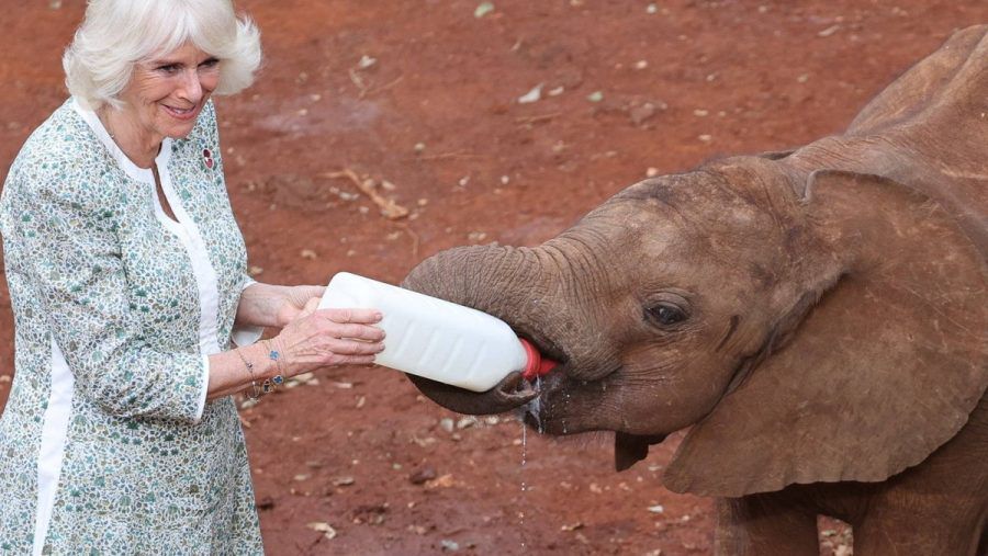 Königin Camilla im David Sheldrick Wildlife Trust in Kenia. (lau/spot)