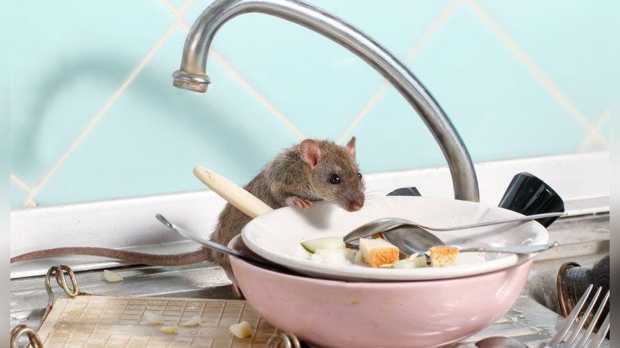 Ratten machen es sich im Winter gerne in Wohnungen gemütlich. (ncz/spot)