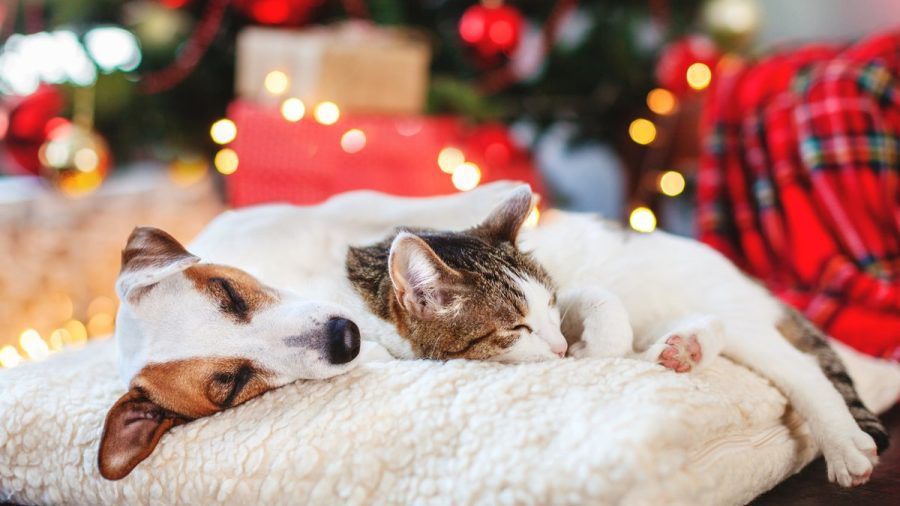 Hunde und Katzen gesellen sich in der Weihnachtszeit gerne zu ihren Besitzern - rund um Heiligabend ist jedoch Vorsicht geboten! (aha/spot)