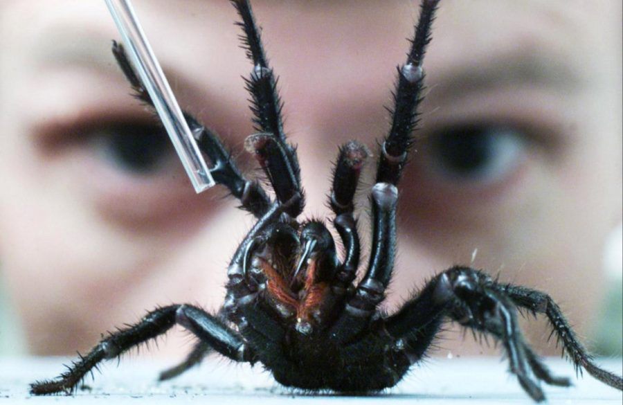 Australian funnel web spider - Getty BangShowbiz