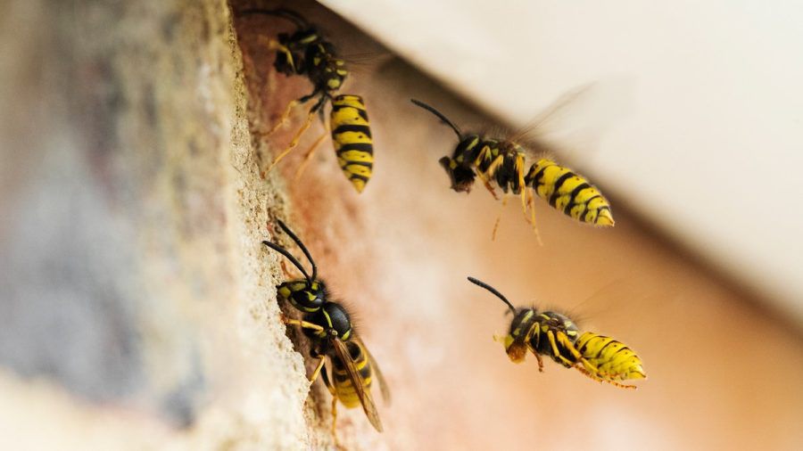 Wespen suchen sich gerne mal Hauswände für ihren Nestbau aus. (ncz/spot)