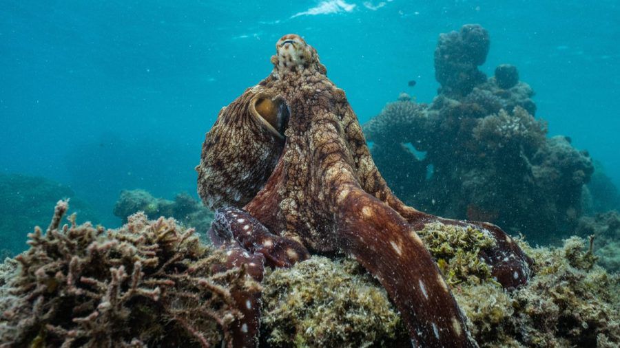 "Die geheimnisvolle Welt der Oktopusse" widmet sich einem der ungewöhnlichsten Bewohner unseres Planeten. (stk/spot)