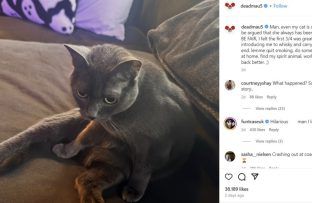 Deadmau5 - ONE USE - cat Coachella - Insta 25 BangShowbiz